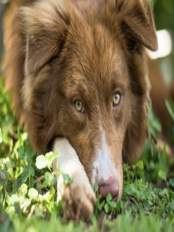 Scorched and Still Cover